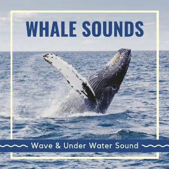 Whale Sounds - Wave & Under Water Sound by Samuel Soft