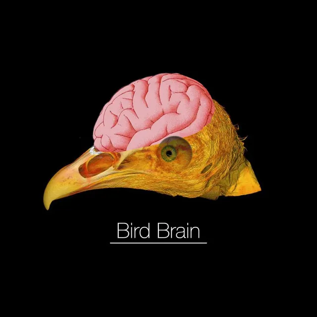 Bird Brain