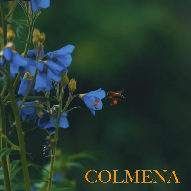 Colmena