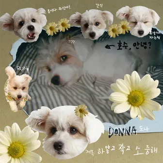 Oh, Daisy! by DONNA