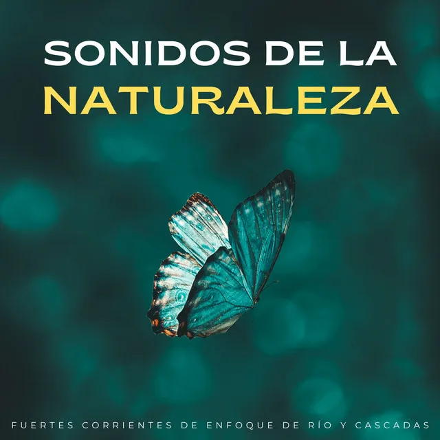 Sonidos De La Naturaleza: Fuertes Corrientes De Enfoque De Río Y Cascadas