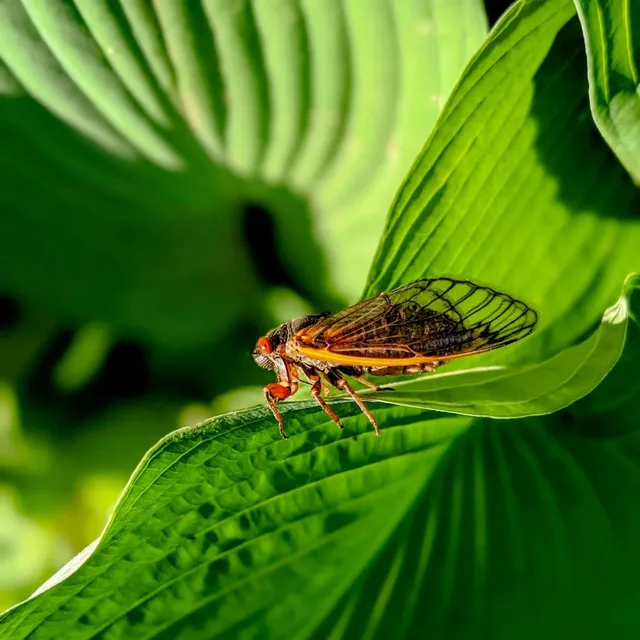 Cicada Serenade: Sunset Relaxation Melodies