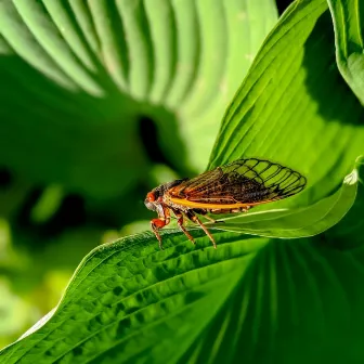 Cicada Serenade: Sunset Relaxation Melodies by Sounds of the Jungle