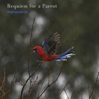 Requiem for a Parrot by Mary Doumany