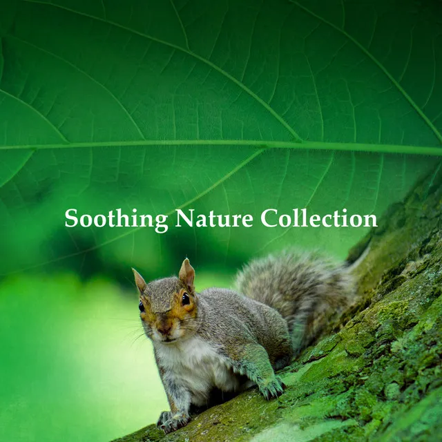 Soothing Nature Collection