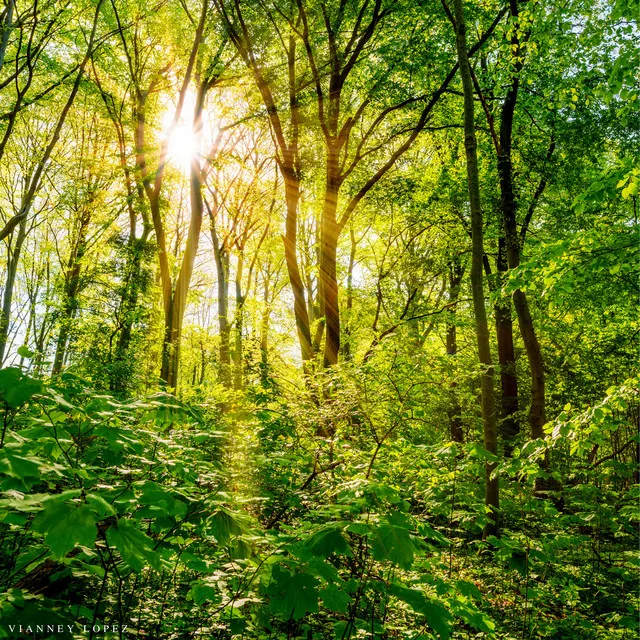 Native American Flute Nature Immersion (Sound Journey Meditation)