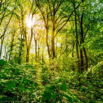 Native American Flute Nature Immersion (Sound Journey Meditation) by Vianney Lopez