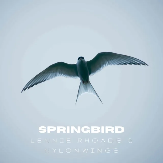 Springbird