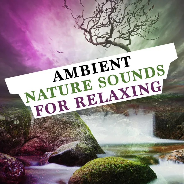 Ambient Nature Sounds for Relaxing