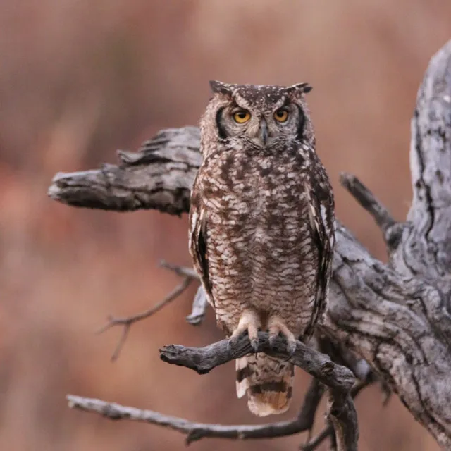 Winds of Wisdom: Heavy Rain and Owl Sounds for Meditation