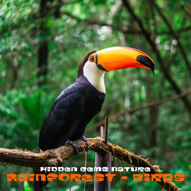 Rainforest - Birds