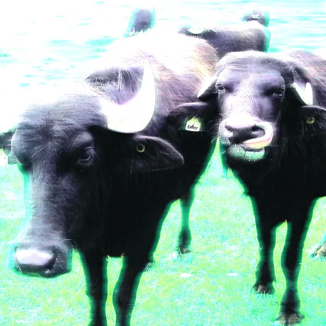 Buffalo