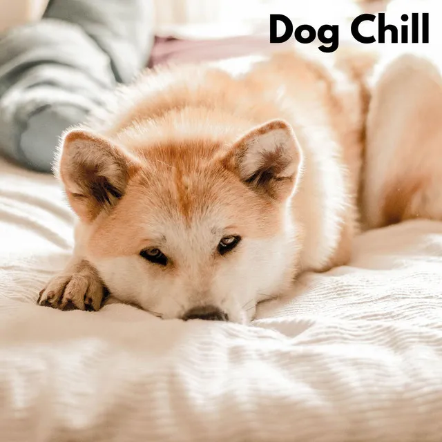 Dog Chill (Loopable, No Fade)