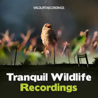 Tranquil Wildlife Recordings by Wildlife Recordings