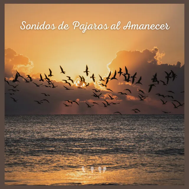 Sonidos de Pajaros al Amanecer (P02)