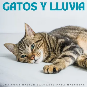 Gatos Y Lluvia: Una Combinación Calmante Para Mascotas by La vida en Legato