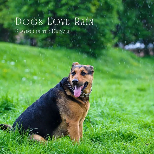 Dogs Love Rain: Playing in the Drizzle