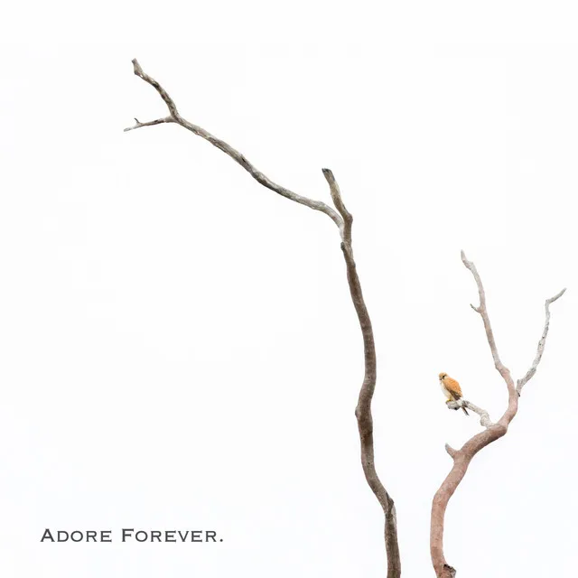 Adore Forever