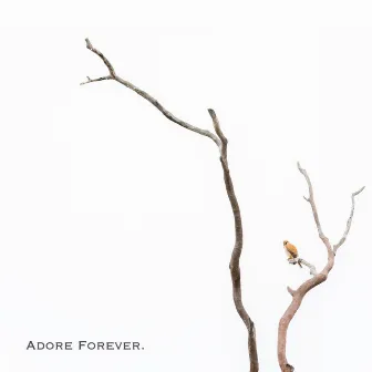 Adore Forever by Vray