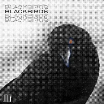 Blackbirds Pt. 2 by 3 roses