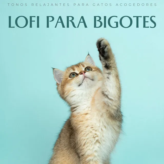 Cuentos De Arrullo Lofi Felinos