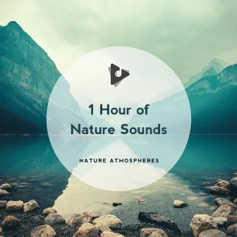 1 Hour of Nature Sounds by Nature Sounds ASMR