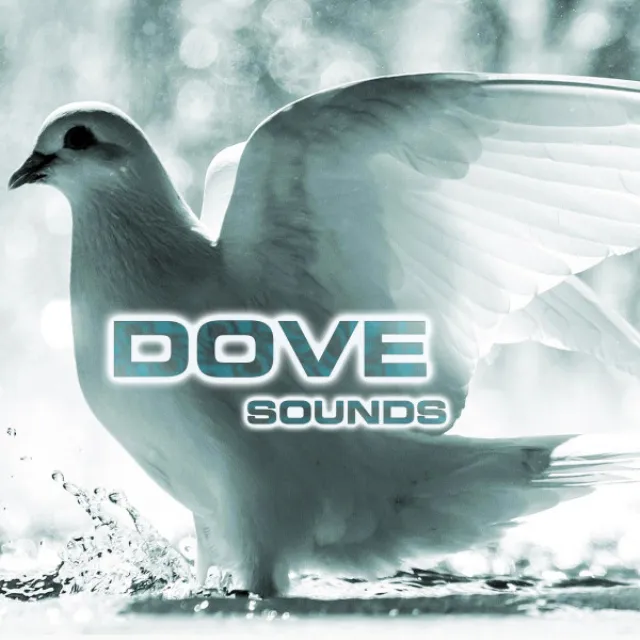 Dove Sounds