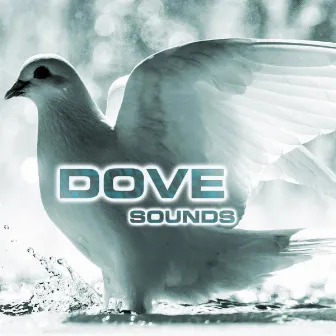 Dove Sounds by Animals Sounds