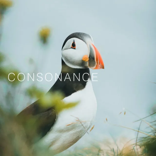 Consonance