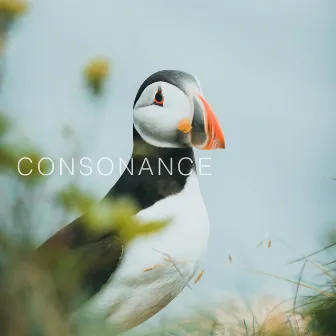 Consonance by Lindblom