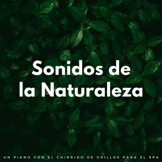 Sonidos De La Naturaleza: Un Piano Con El Chirrido De Grillos Para El Spa