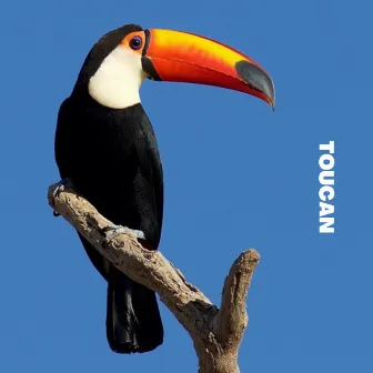 Toucan by Cadenza