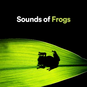 Sound of Frogs by Frog Sounds