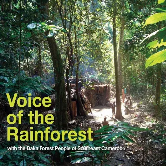 Voice of the Rainforest by Baka Forest People of Southeast Cameroon