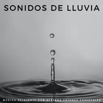 Sonidos De Lluvia: Música Relajante Con Serenos Pájaros Forestales by Campanas Koshi Relax