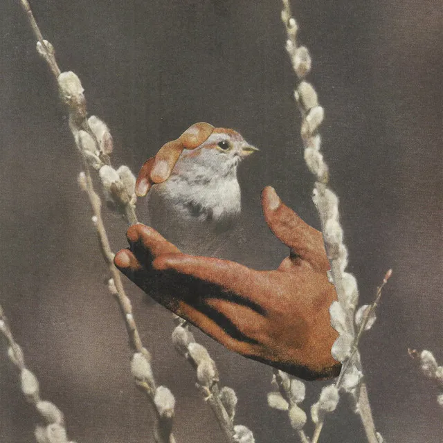 Sparrow's Tongue