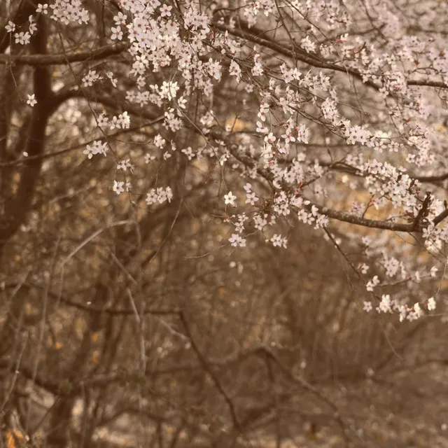 Lost in the flower river