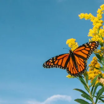 Butterfly Boy by Fuego Shug