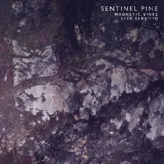 Sentinel Pine by Magnetic Vines