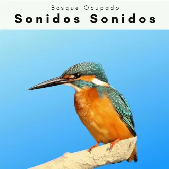 A h o r a: Sonidos Sonidos by Bosque Ocupado