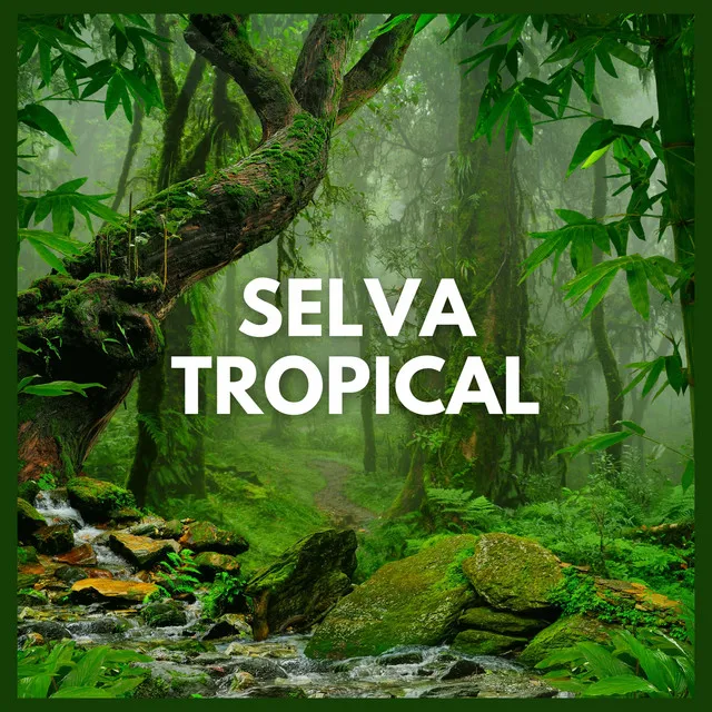 Selva Tropical (P17)