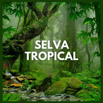 Selva Tropical by Sonidos De La Selva