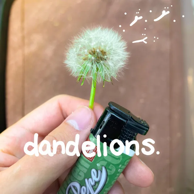 dandelions