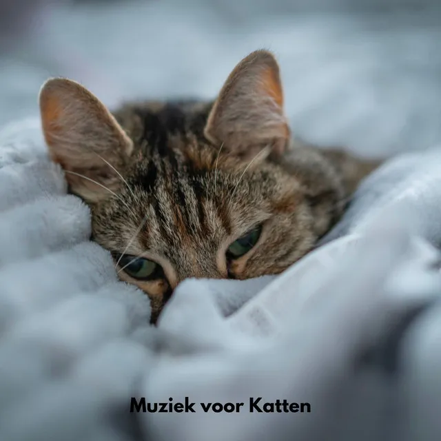 Muziek voor katten