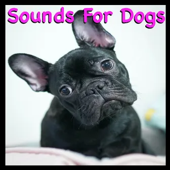 Sounds For Dogs by Diggity Dog Pet Music