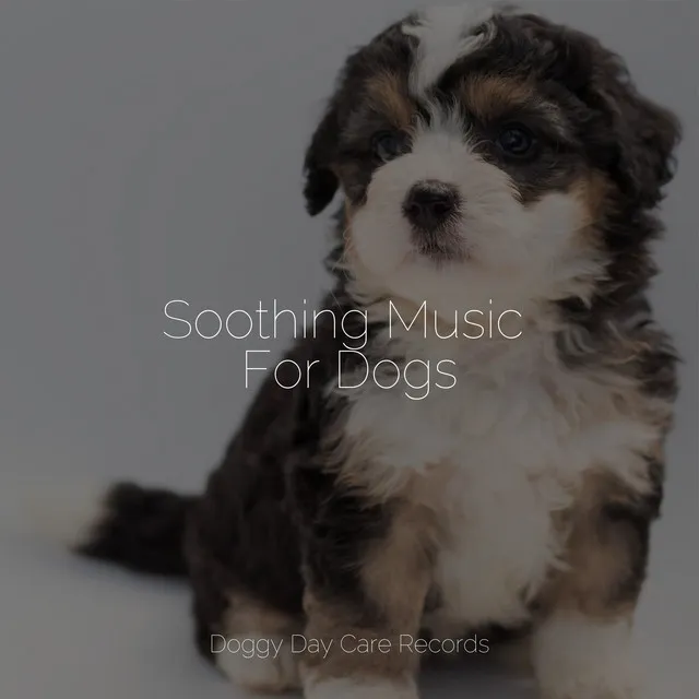 Soothing Music For Dogs