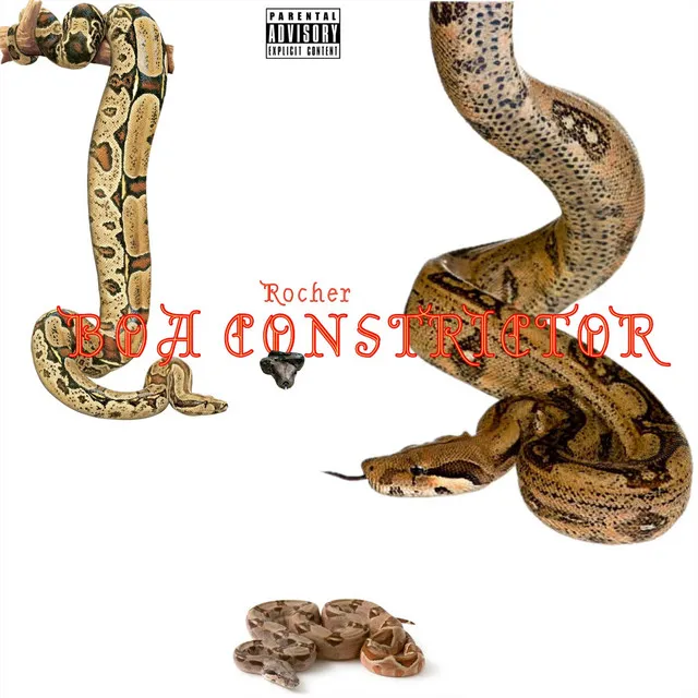 Boa Constrictor