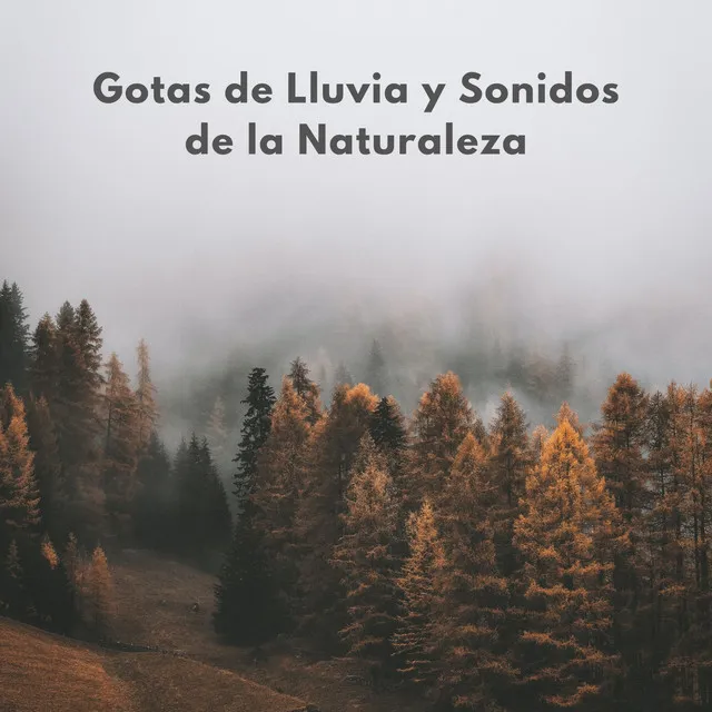 Gotas De Lluvia Y Sonidos De La Naturaleza