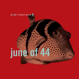 In The Fishtank 6 by JUNE OF 44