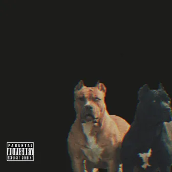 Pitbulls by DB RICH